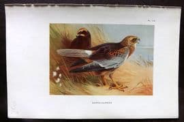 Thorburn 1926 Vintage Bird Print. Marsh Harrier 73
