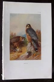 Thorburn 1926 Vintage Bird Print. Merlin 88