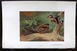 Thorburn 1926 Vintage Bird Print. Nightjar, Lesser Spotted Woodpecker 58