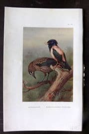 Thorburn 1926 Vintage Bird Print. Nutcracker, Rose-Coloured Starling 50