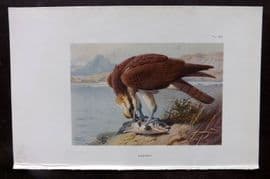Thorburn 1926 Vintage Bird Print. Osprey 90