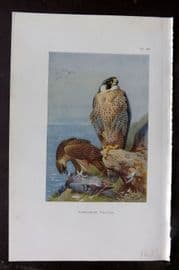 Thorburn 1926 Vintage Bird Print. Peregrine Falcon 86