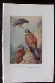 Thorburn 1926 Vintage Bird Print. Red Footed Falcon, Kestrel 89