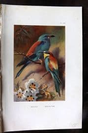 Thorburn 1926 Vintage Bird Print. Roller, Bea Eater 62