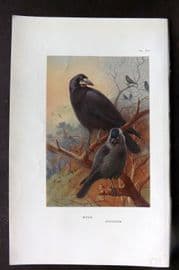 Thorburn 1926 Vintage Bird Print. Rook, Jackdaw 52