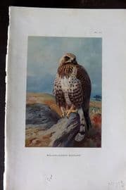 Thorburn 1926 Vintage Bird Print. Rough Legged Buzzard 77