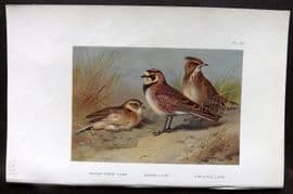 Thorburn 1926 Vintage Bird Print. Short Toed, Shore and Crested Lark 56