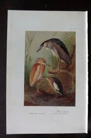 Thorburn 1926 Vintage Bird Print. Squacco & Night Heron, Little Bittern 95