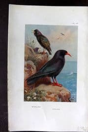Thorburn 1926 Vintage Bird Print. Starling, Chough 49