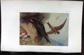 Thorburn 1926 Vintage Bird Print. Swift 57