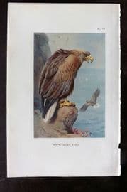 Thorburn 1926 Vintage Bird Print. White Tailed Eagle 79