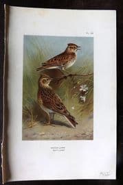Thorburn 1926 Vintage Bird Print. Wood Lark, Sky Lark 55