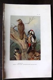 Thorburn 1926 Vintage Bird Print. Wryneck, Great Spotted Woodpecker 60