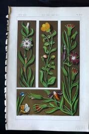 Tymms - Art of Illuminating 1866 Print. A. D. 1500-1600 94