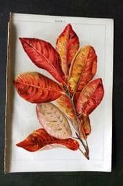 Weathers 1903 Botanical Print. Amelanchier Canadensis 01