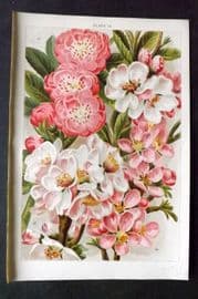 Weathers 1903 Botanical Print. Amygdalus Communis 14