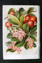 Weathers 1903 Botanical Print. Arbatus Unedo & Pyrus Baccata 27
