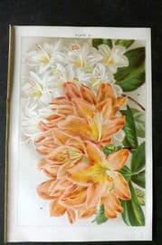 Weathers 1903 Botanical Print. Azalea Mollis 20