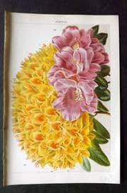 Weathers 1903 Botanical Print. Azalea Pontica, Rhododendron Praecox 21