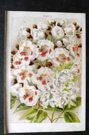 Weathers 1903 Botanical Print. Catalpa, Staphylea 25