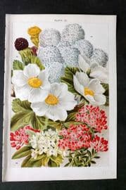 Weathers 1903 Botanical Print. Ceanothus, Rubus, Daphne 32