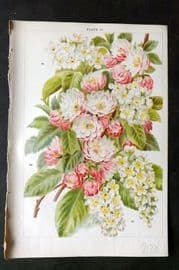 Weathers 1903 Botanical Print. Cerasus Mahaleb, Japonica, Padus 16