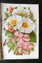 Weathers 1903 Botanical Print. Cistus, Robinia 30