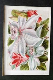 Weathers 1903 Botanical Print. Clematis 28