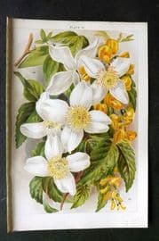 Weathers 1903 Botanical Print. Clematis, Laburnum 31
