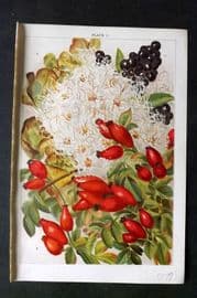 Weathers 1903 Botanical Print. Clematis, Rosa Canina, Ligustrum 03