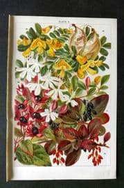 Weathers 1903 Botanical Print. Clerodendron, Colutea, Berberis 09