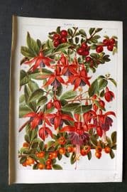 Weathers 1903 Botanical Print. Cotoneaster, Fuchsia 11