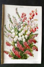 Weathers 1903 Botanical Print. Daboecia Polifolia, Erica 06