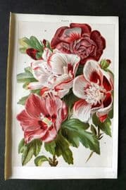 Weathers 1903 Botanical Print. Hibiscus 07