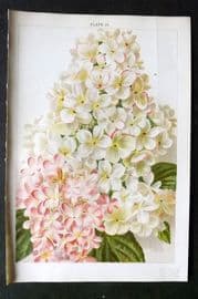 Weathers 1903 Botanical Print. Hydrangea 26