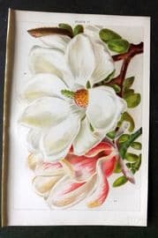 Weathers 1903 Botanical Print. Magnolia Conspicua 17