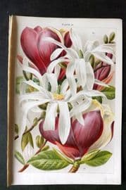 Weathers 1903 Botanical Print. Magnolia Stellata & Conspicua 18