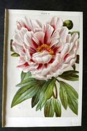 Weathers 1903 Botanical Print. Paeonia Moutan 19 Peony