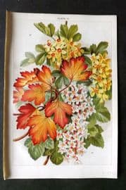 Weathers 1903 Botanical Print. Ribes Aureum & Sanguineum 12