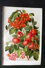Weathers 1903 Botanical Print. Rosa Rugosa, Crataegus, Euonymus 04
