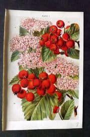 Weathers 1903 Botanical Print. Spiraea, Crataegus 08