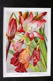 Weathers 1905 Botanical Print. Belladonna Lily & Dierama Pulcherrima 31
