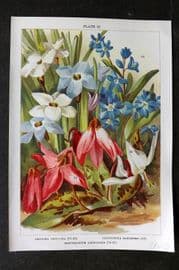 Weathers 1905 Botanical Print. Brodiea, Chionodoxa, Erythronium 13