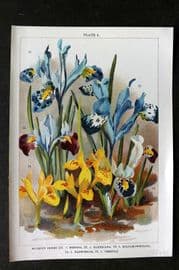 Weathers 1905 Botanical Print. Bulbous Irises 03 Iris