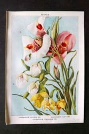 Weathers 1905 Botanical Print. Calochortus 22