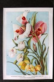 Weathers 1905 Botanical Print. Calochortus 22