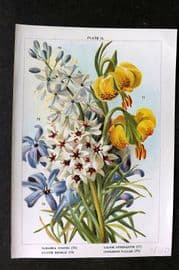 Weathers 1905 Botanical Print. Camassia, Lilium Lily, Allium, Ixiolirion 18