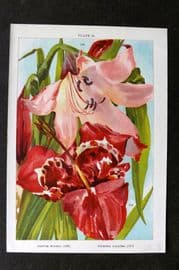 Weathers 1905 Botanical Print. Crinum Moorei & Tigridia Lilacea 30