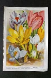 Weathers 1905 Botanical Print. Crocus, Colchicum, Sternbergia 33