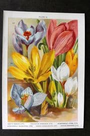Weathers 1905 Botanical Print. Crocus, Colchicum, Sternbergia 33